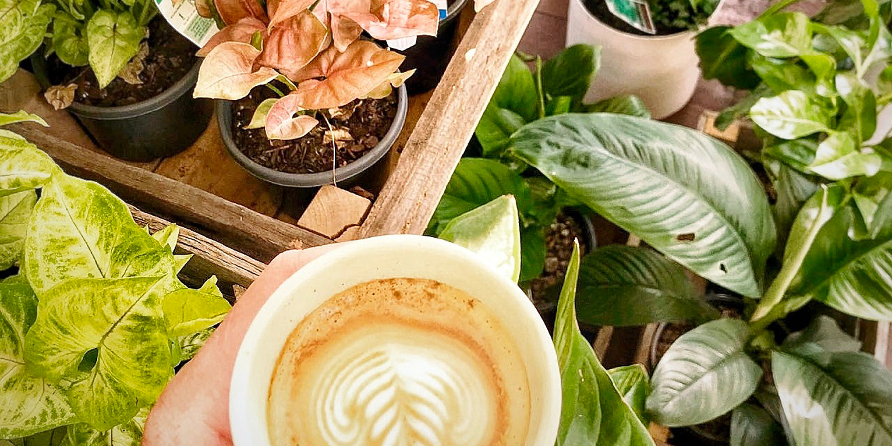 Reduce, Reuse, Recycle: How to Use Coffee Grounds on you Indoor Plants