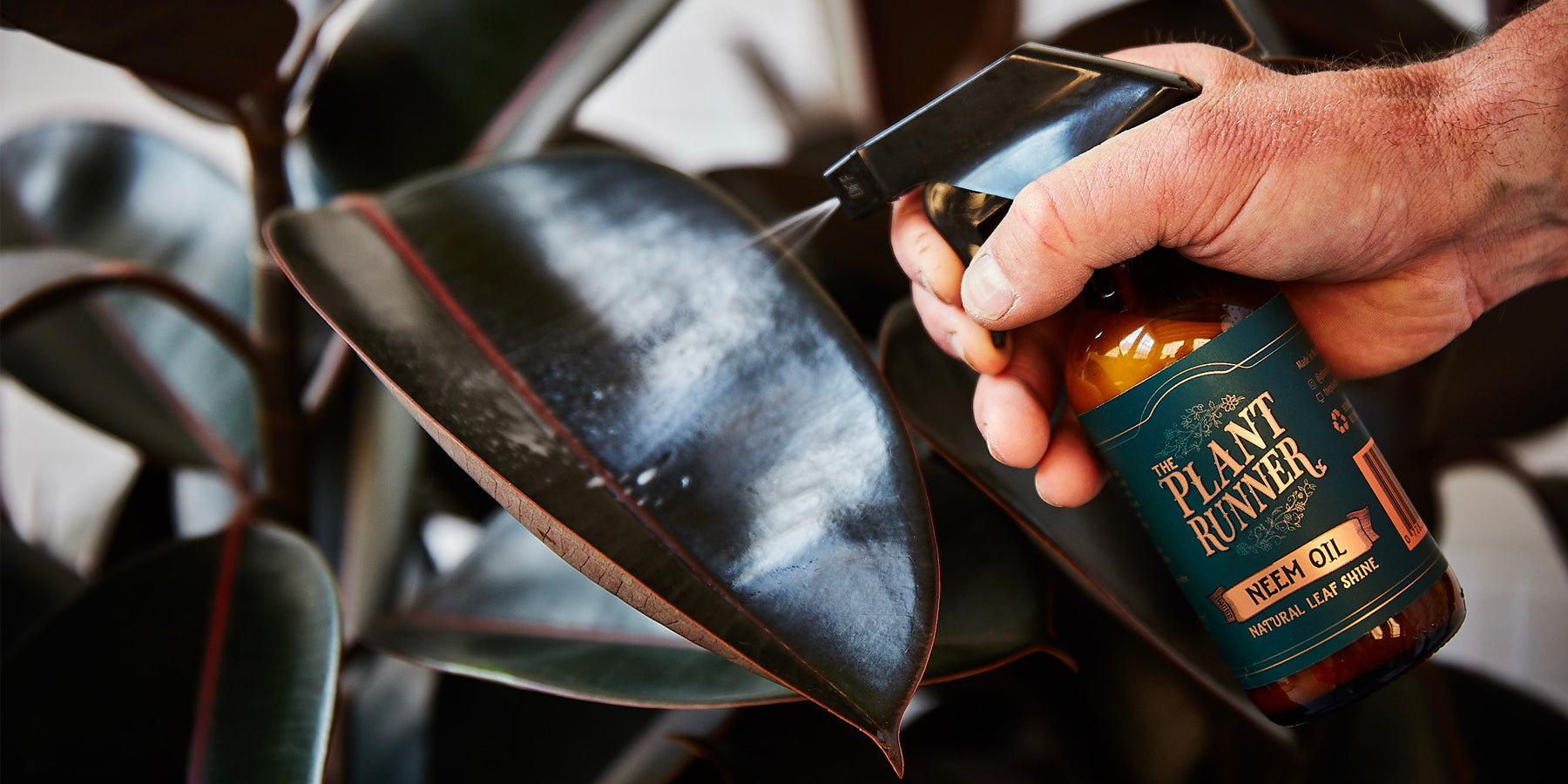 Why Should you Clean Your Plant's Leaves