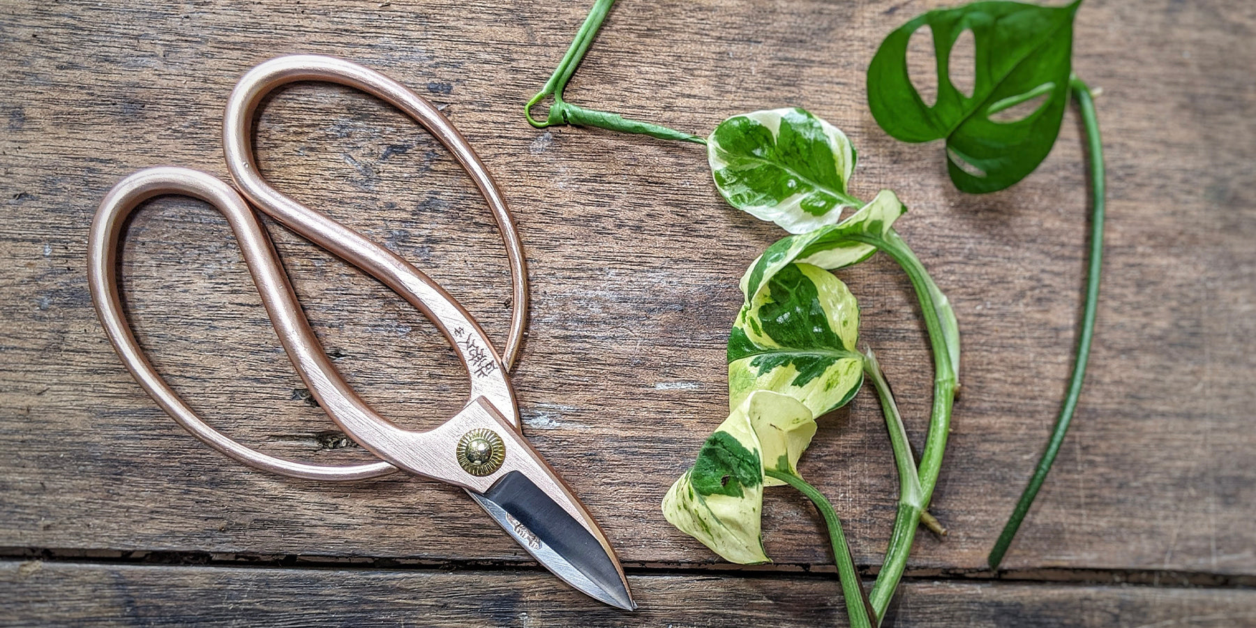 Propagation: Propagation from Cuttings