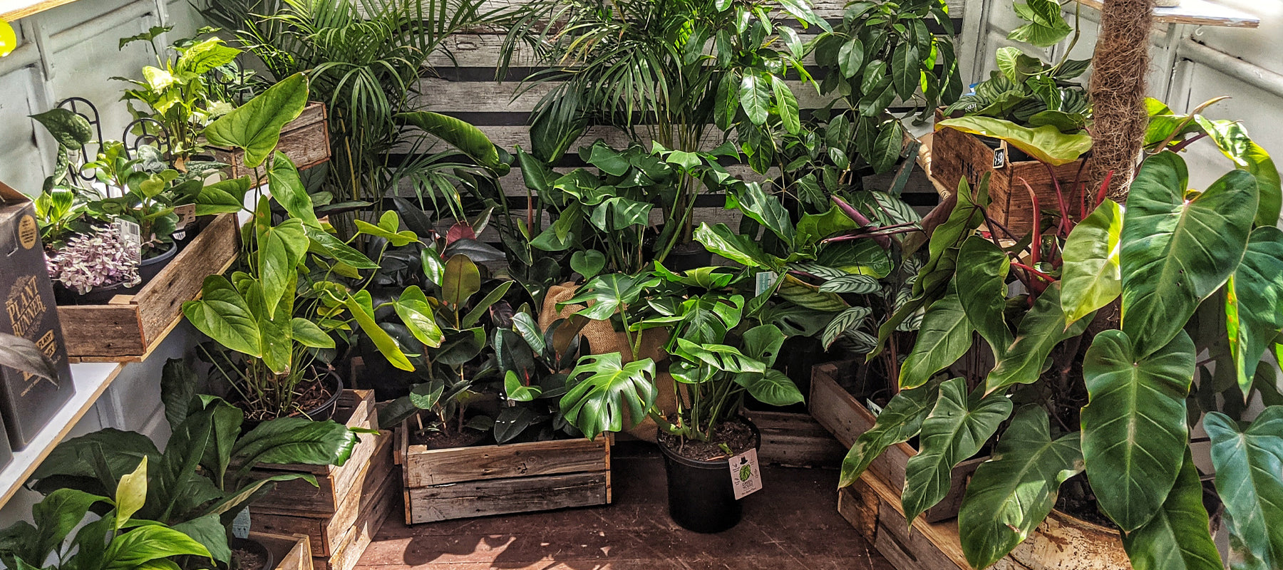 5 Easy Plants for Beginners