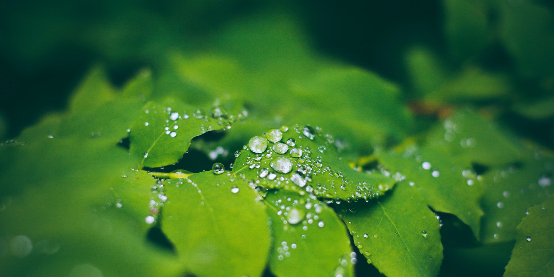 How to Increase humidity levels for your Indoor Plants