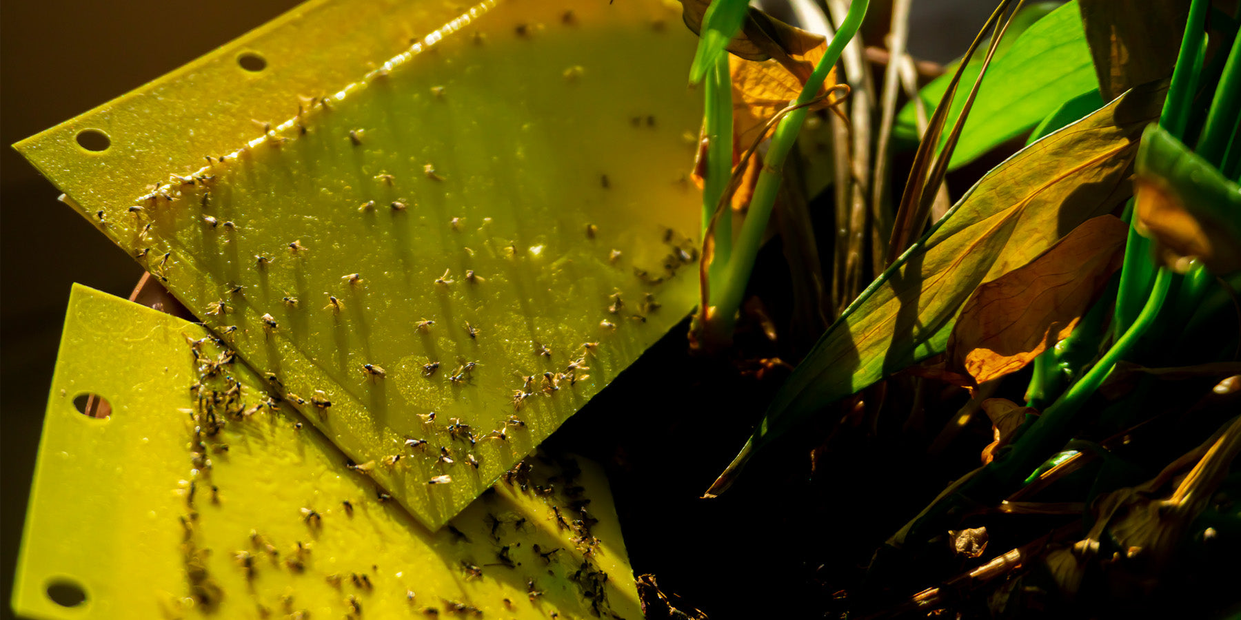 Will Indoor Plants Attract Bugs? (Another plant myth squashed)