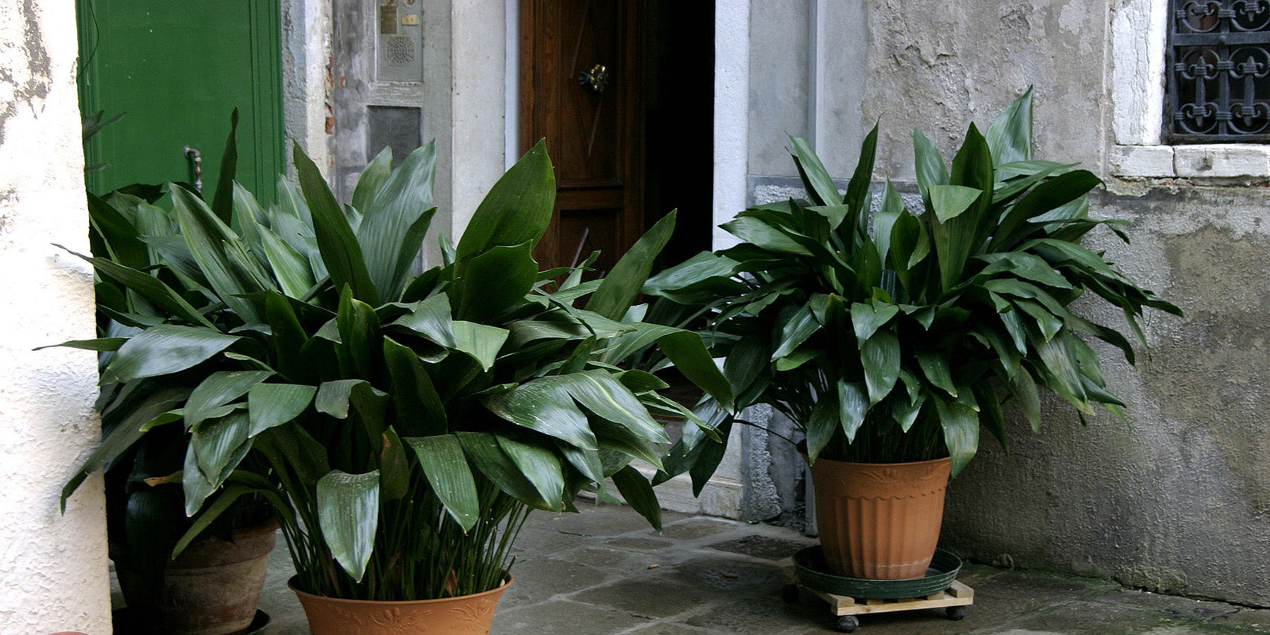 Aspidistra elatior: A Plant Care Guide
