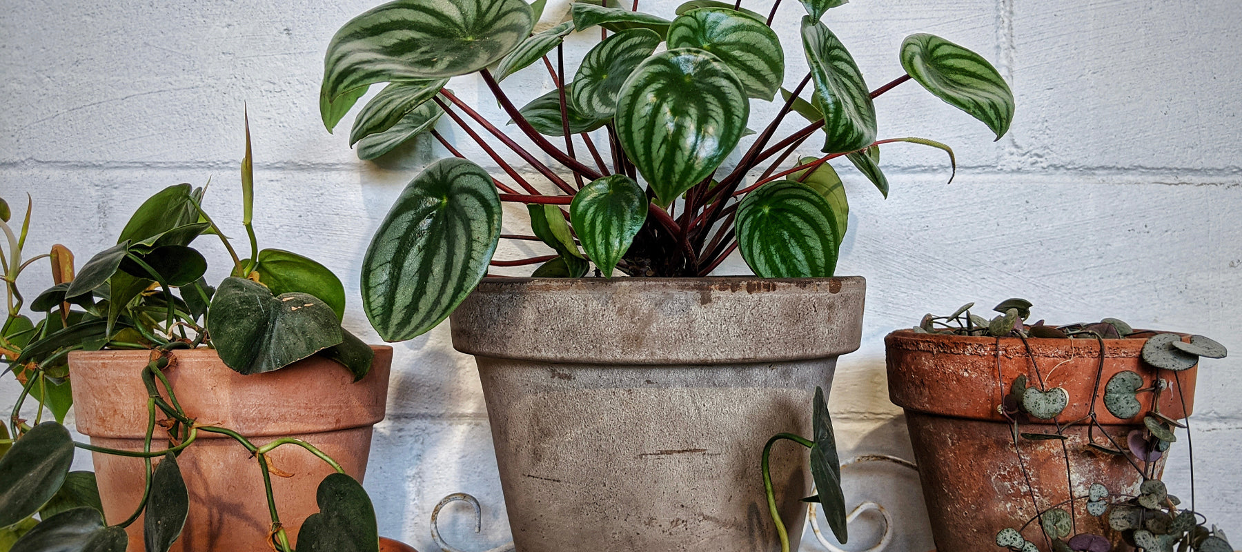 Choosing the right pot for your Indoor Plants