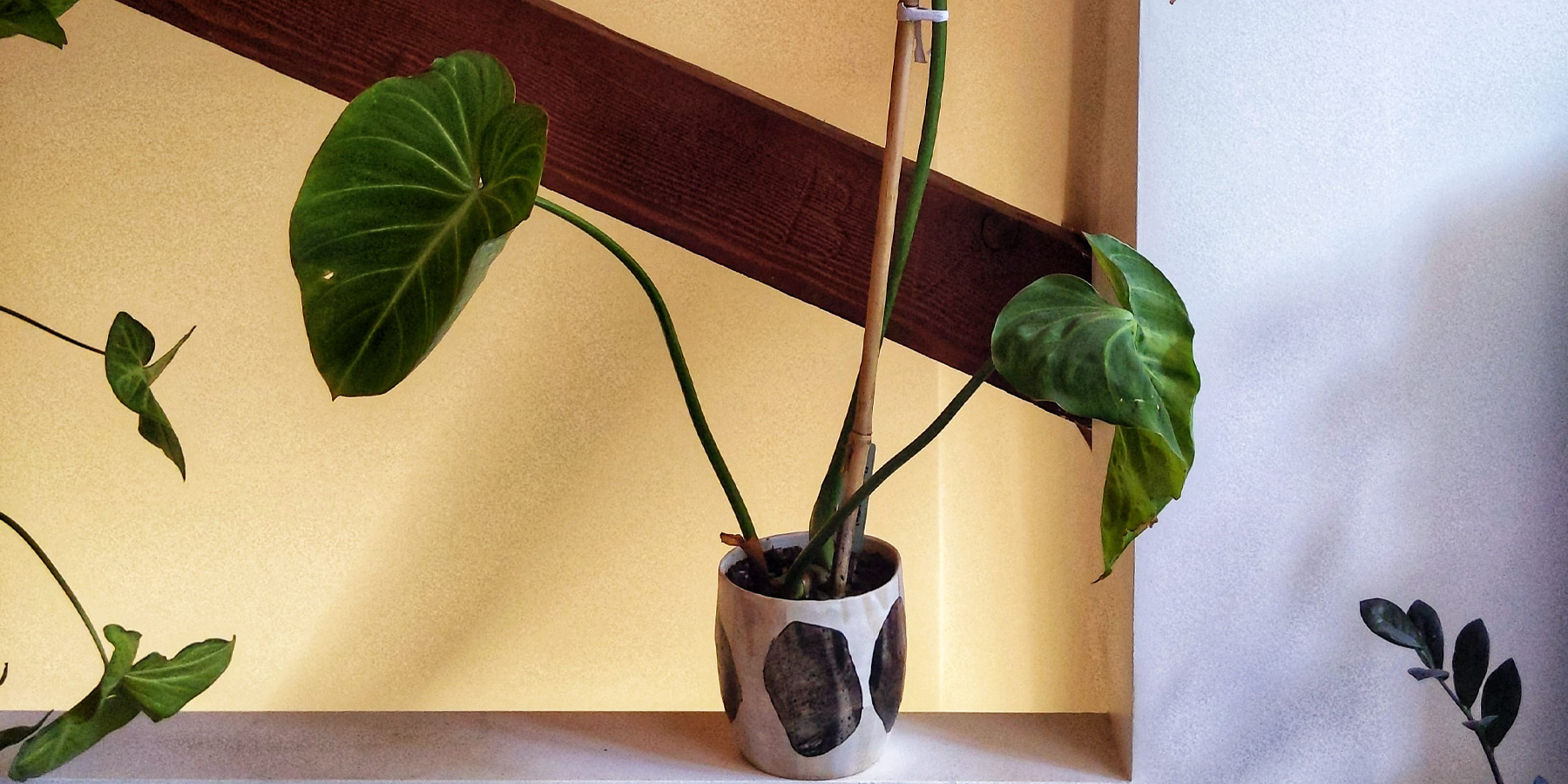 Philodendron gloriosum: A Plant Care Guide