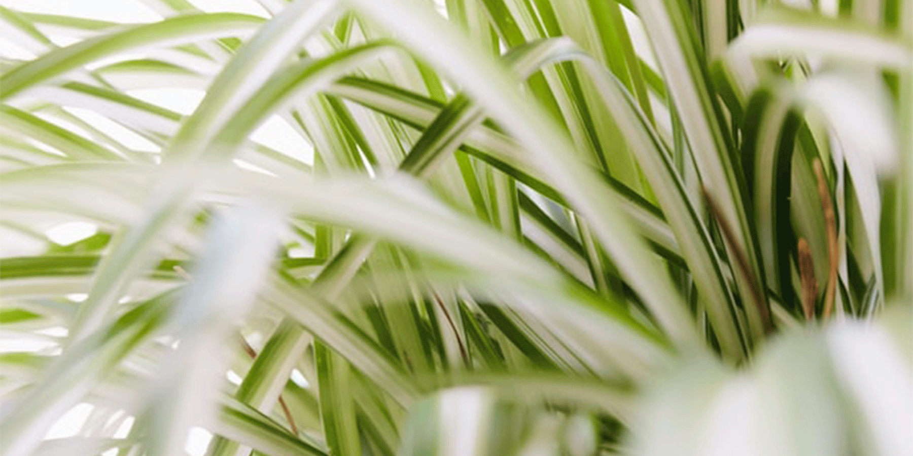 12 Super Low-Light Indoor Plants