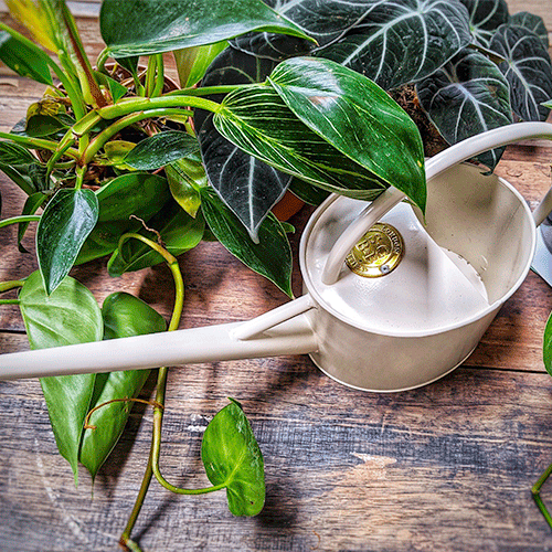 The Indoor Watering Blueprint: Frequency, Volume, Drainage