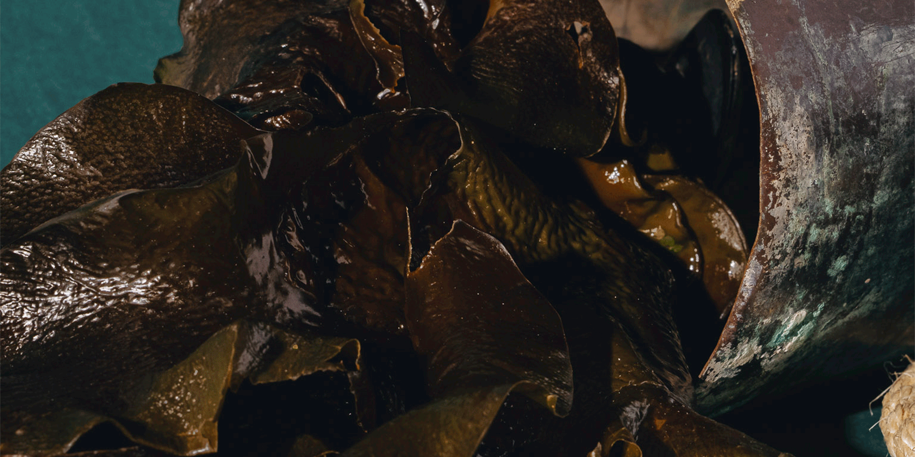 Why is seaweed so good for plants?