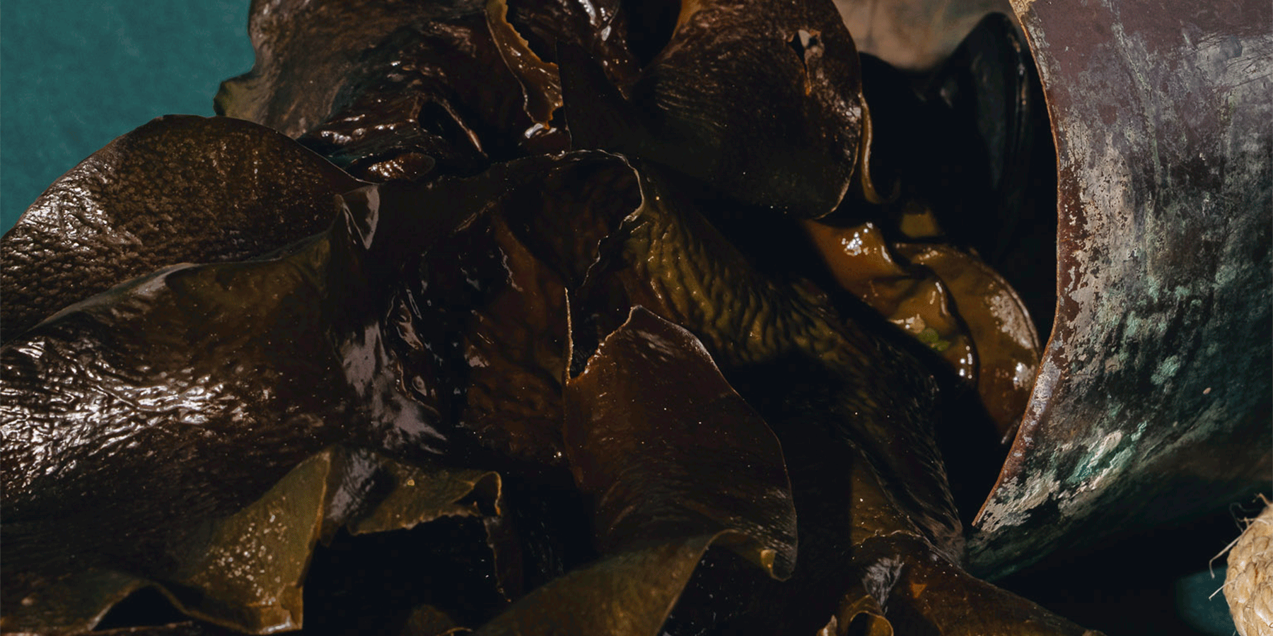 Why is seaweed so good for plants?
