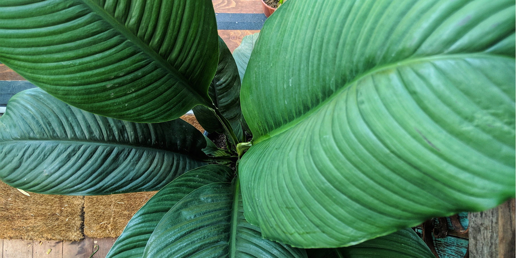 Peace Lily: A Plant Care Guide