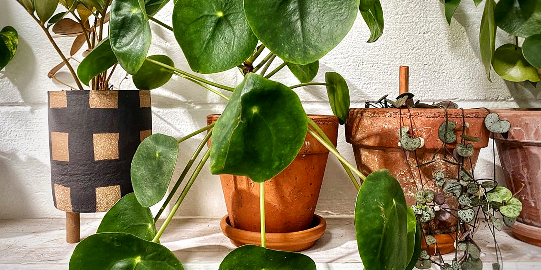 Pilea Peperomioides: A Plant Care Guide