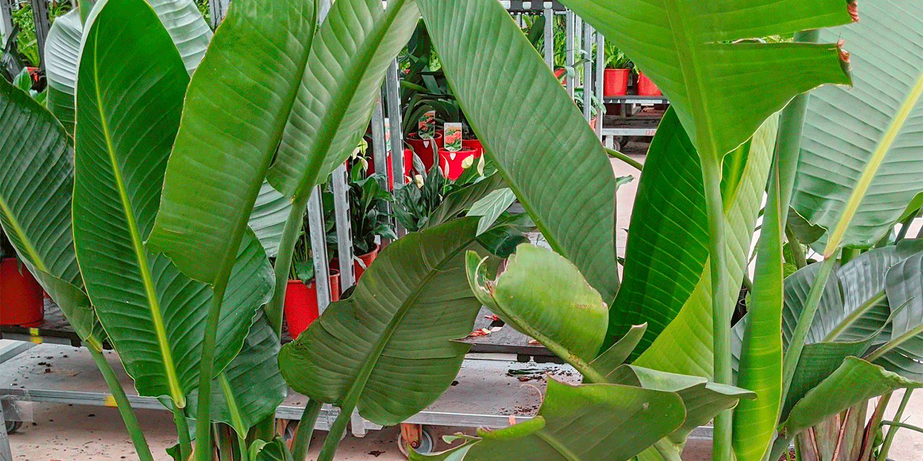 Giant Bird of Paradise: A Plant Care Guide