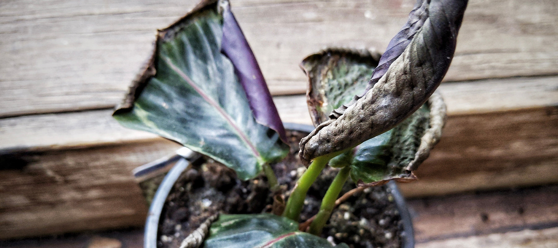 Plant Runner Ask Me Anything (About Plants): Why are my leaves turning brown?