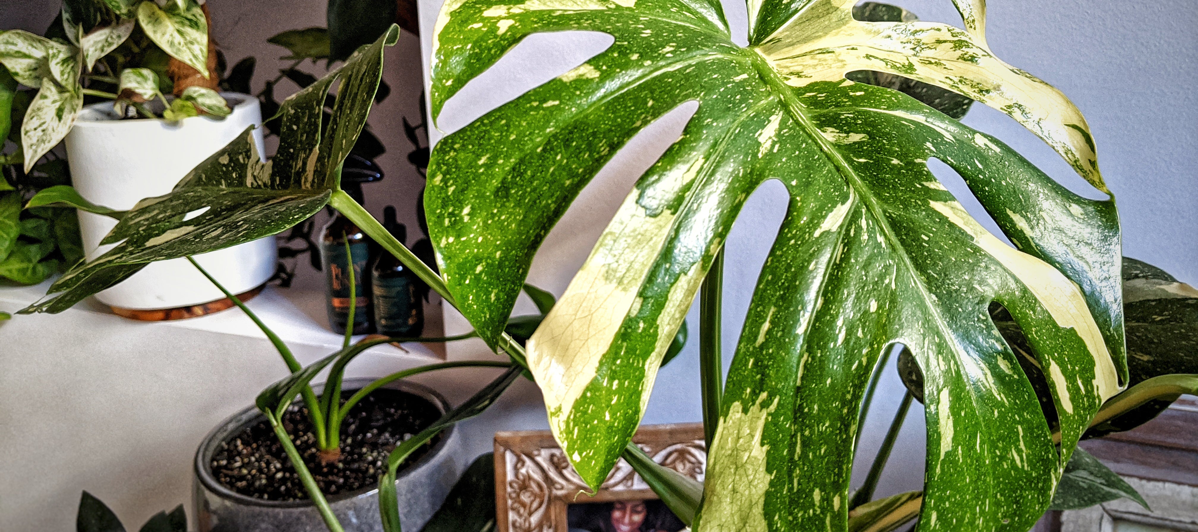 Variegated Monstera