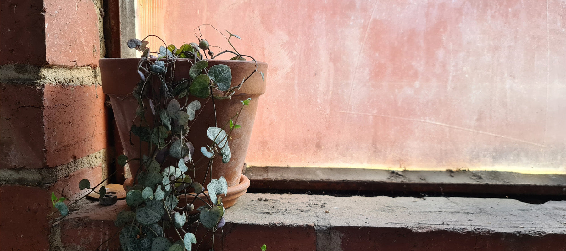 Budget Indoor Gardening: Thriving Greenery Without Breaking the Bank