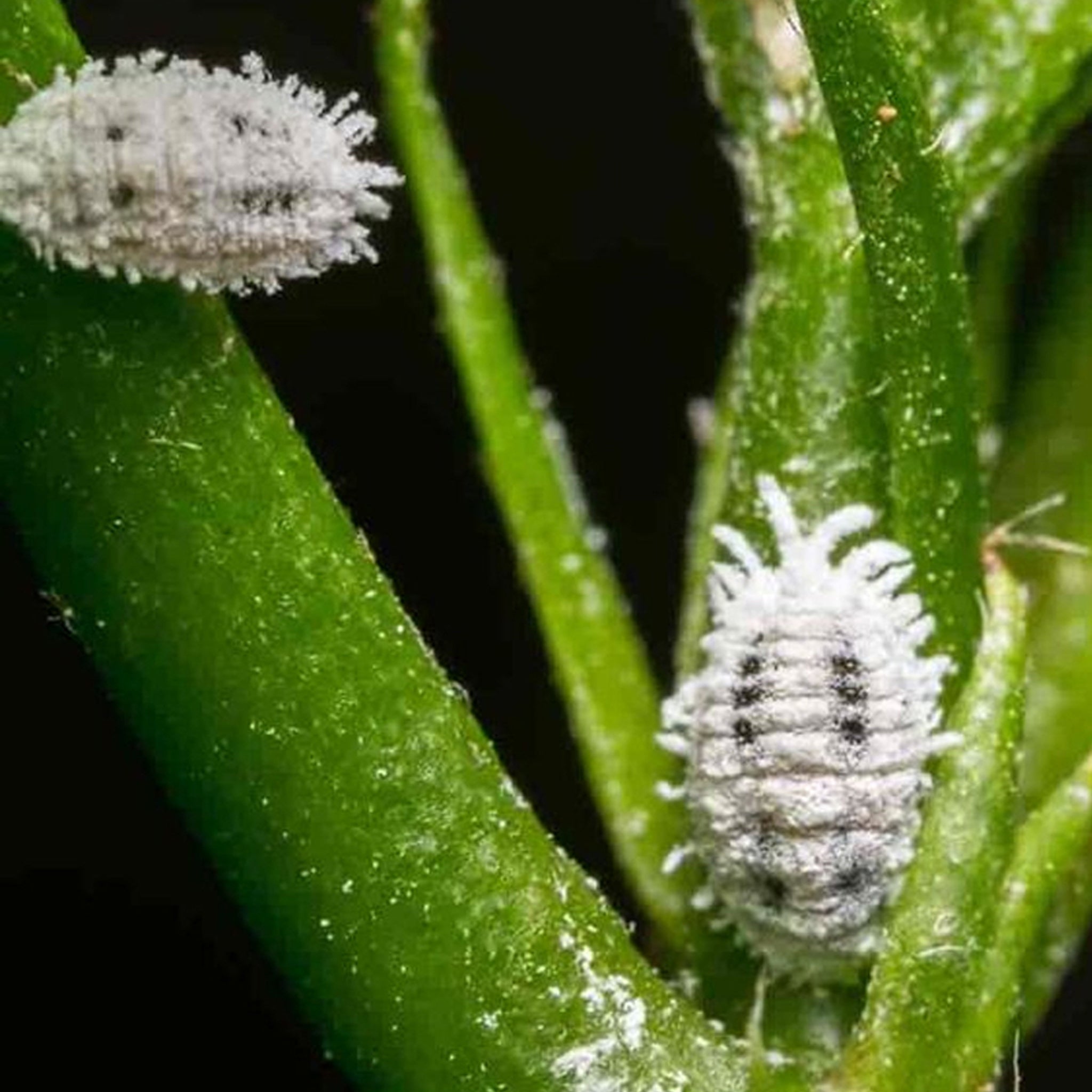 Plant Problems 3: Pests & Diseases