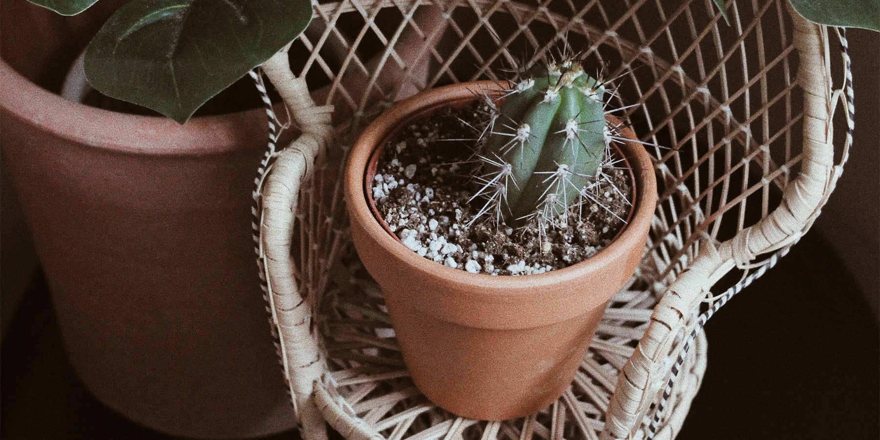 How to Care for My Cacti and Succulents Indoors