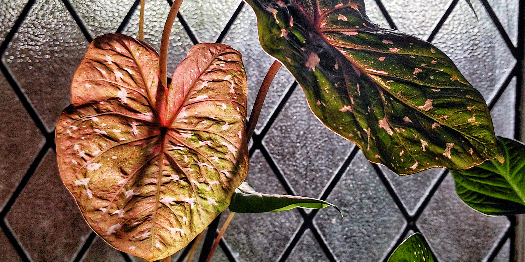 Caladiums: A(n Indoor) Plant Care Guide