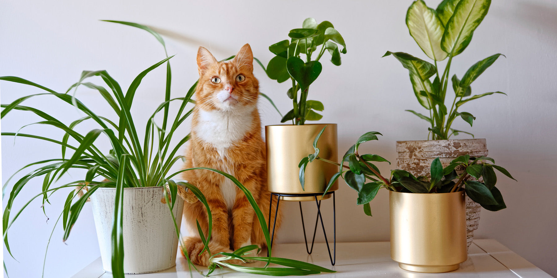 What Indoor Plants are Safe For Cats?