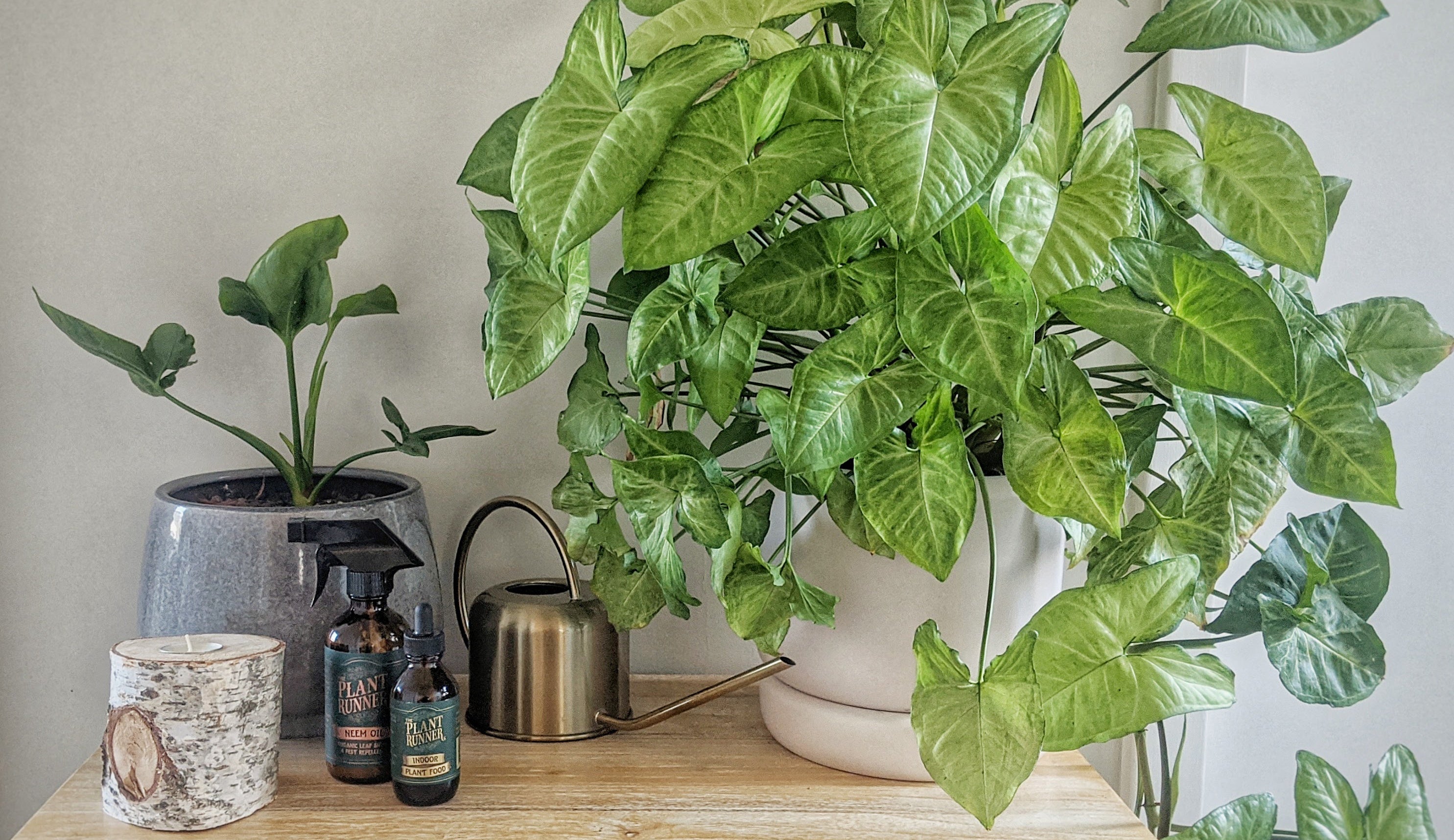 Our Top 10 Houseplants for 2020