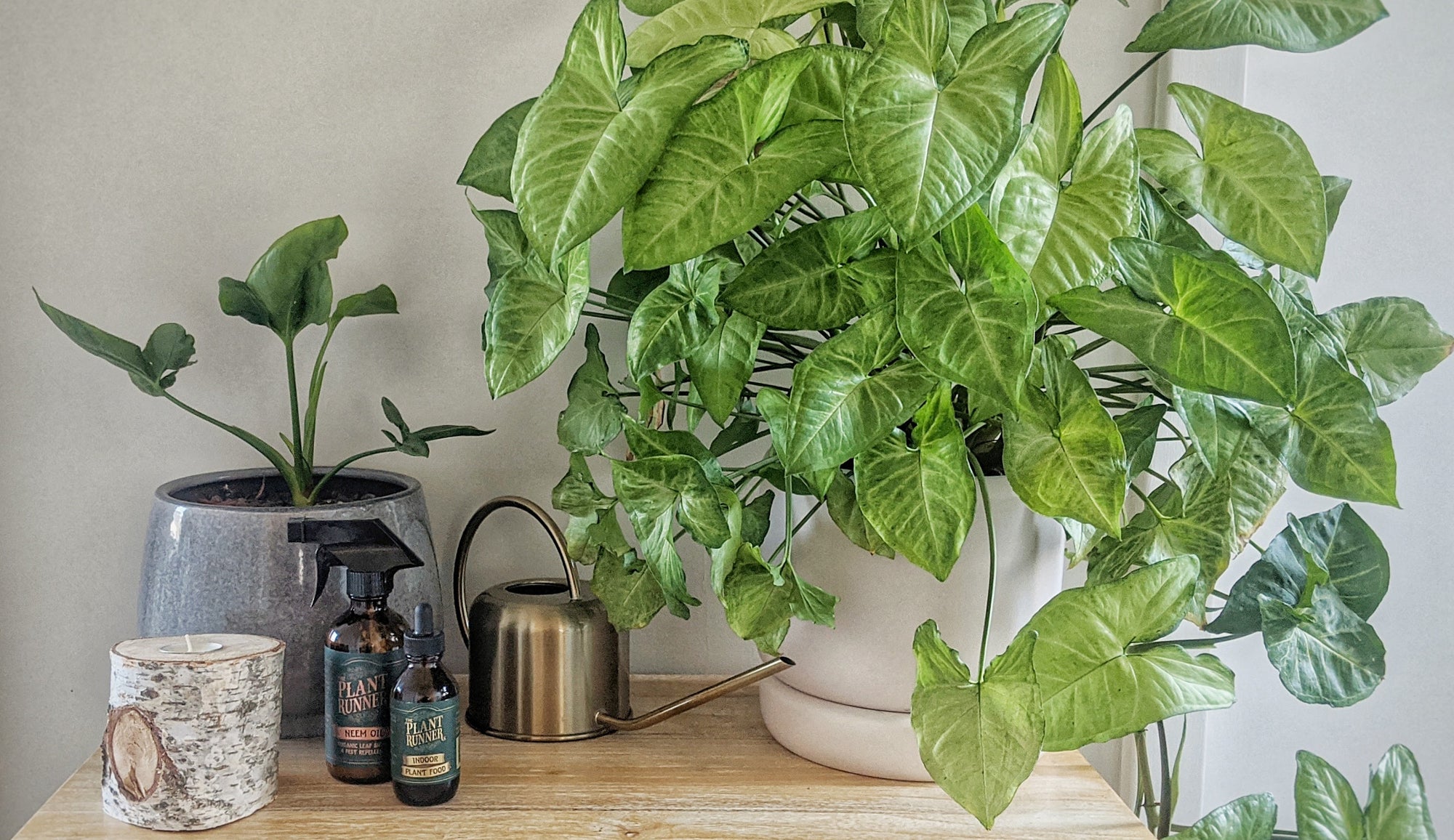Our Top 10 Houseplants for 2020