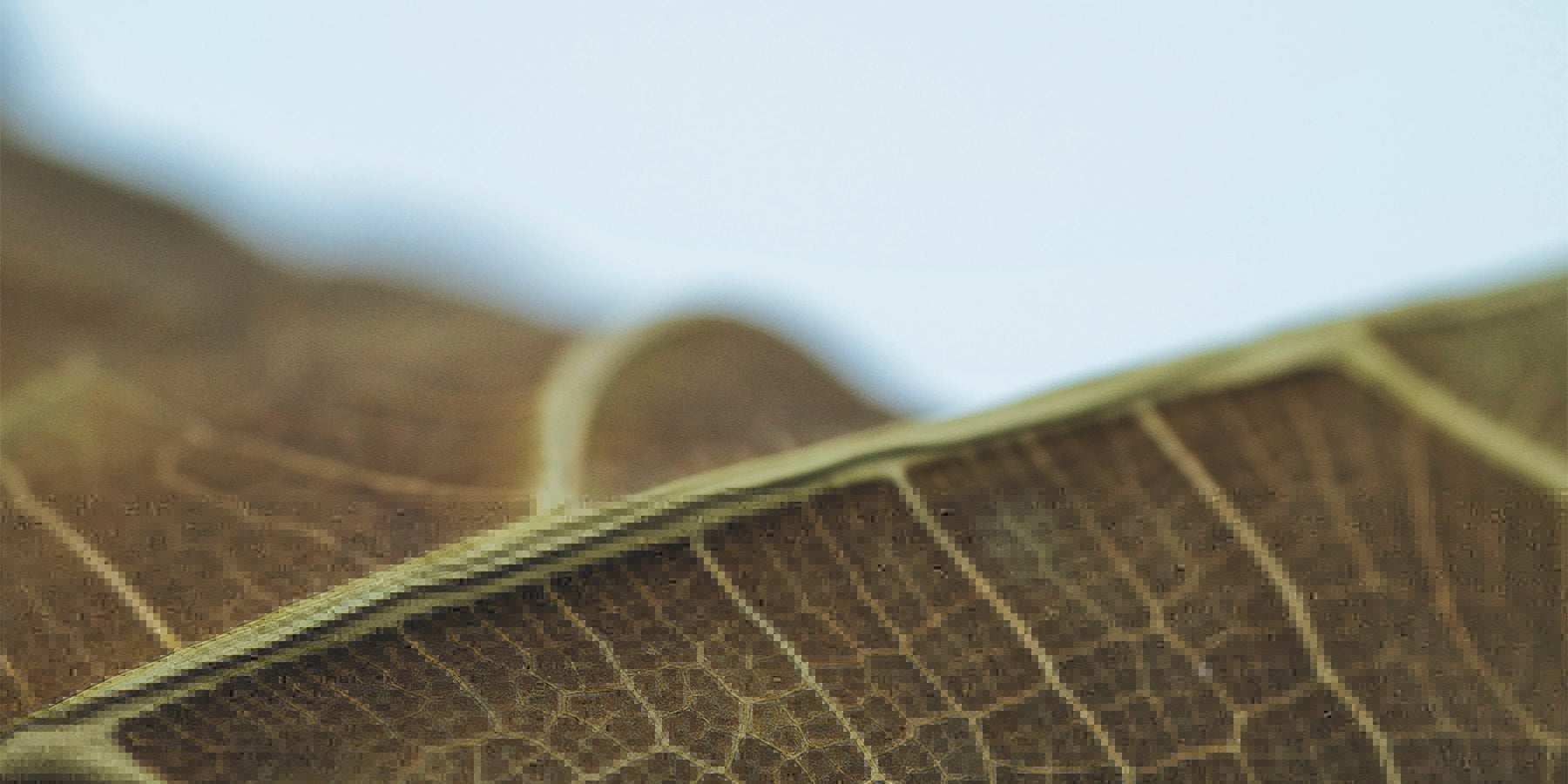 Top Five Ways to Kill Your Houseplants