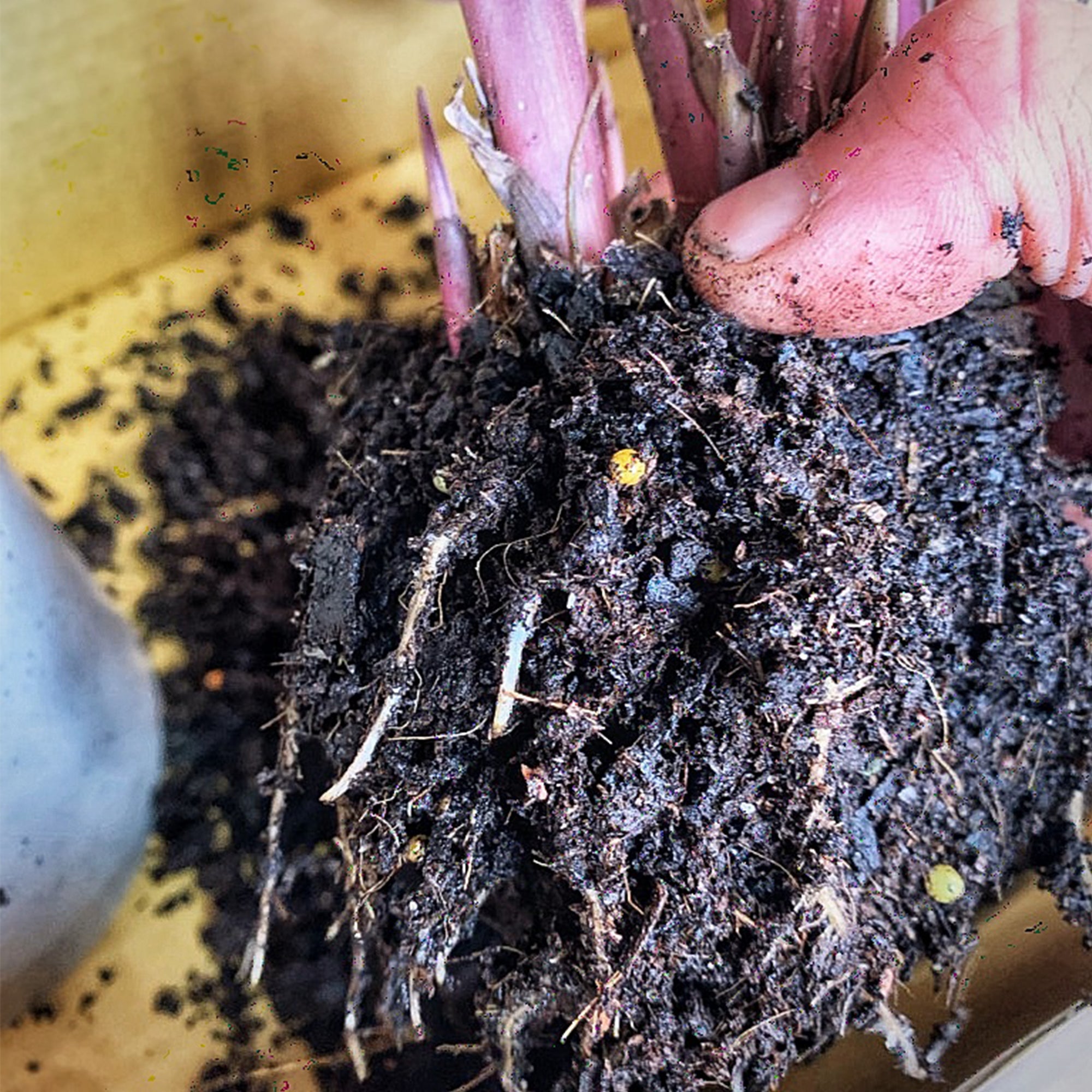 Dirty Talk: The Importance of Potting Mix