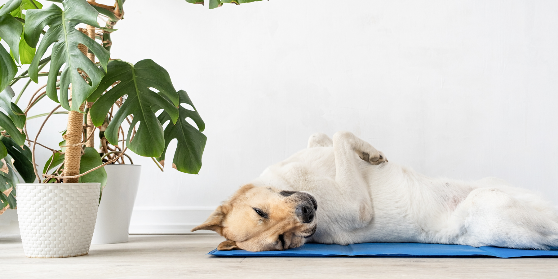 What Indoor Plants are Safe for Dogs?