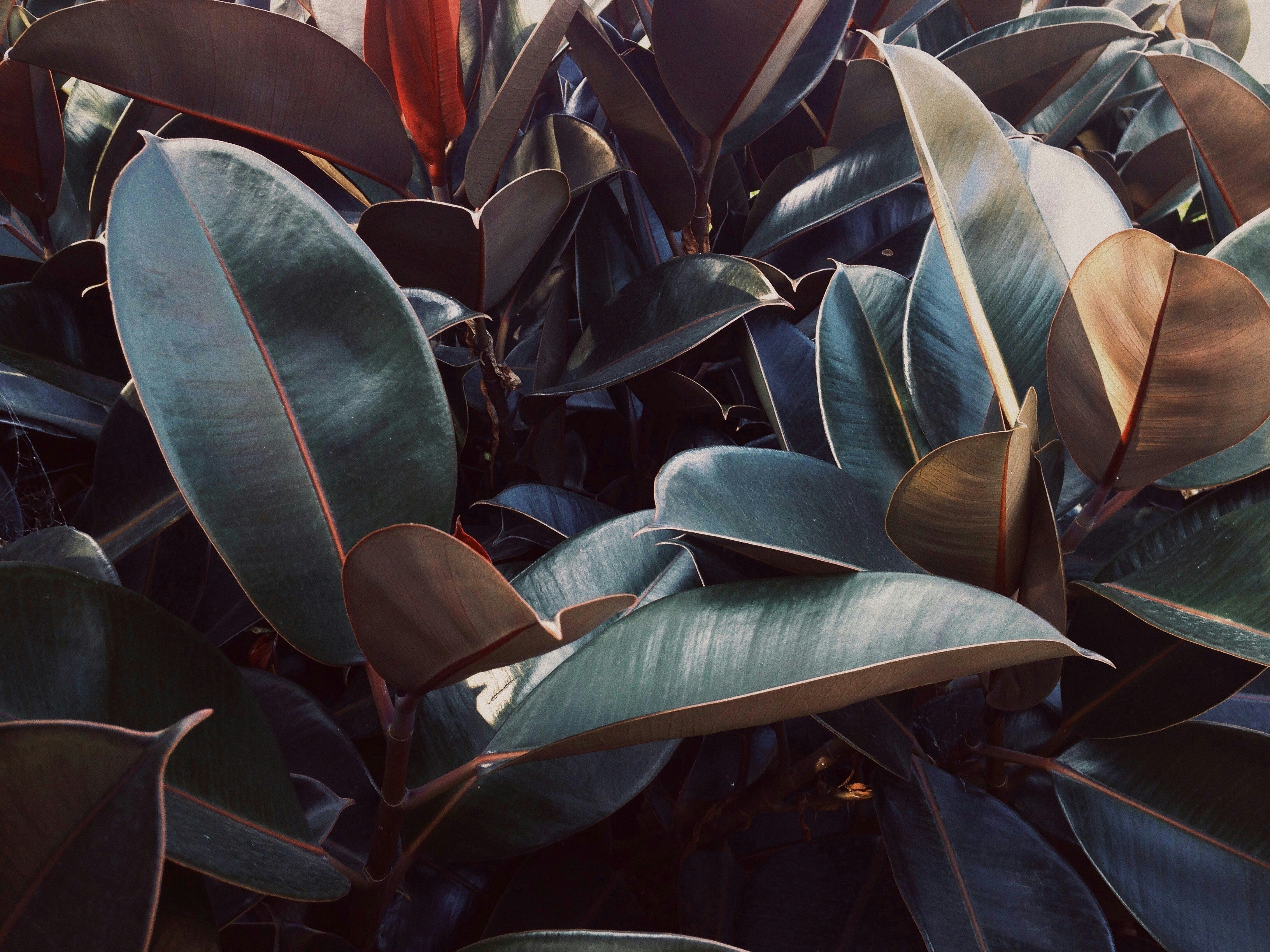 Rubber Plant: A Care Guide