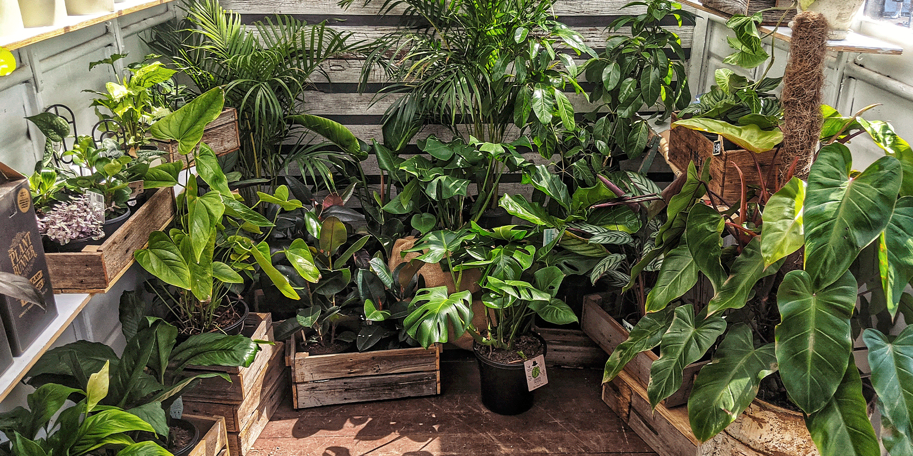 Should I Fertilise My Plants in Winter?