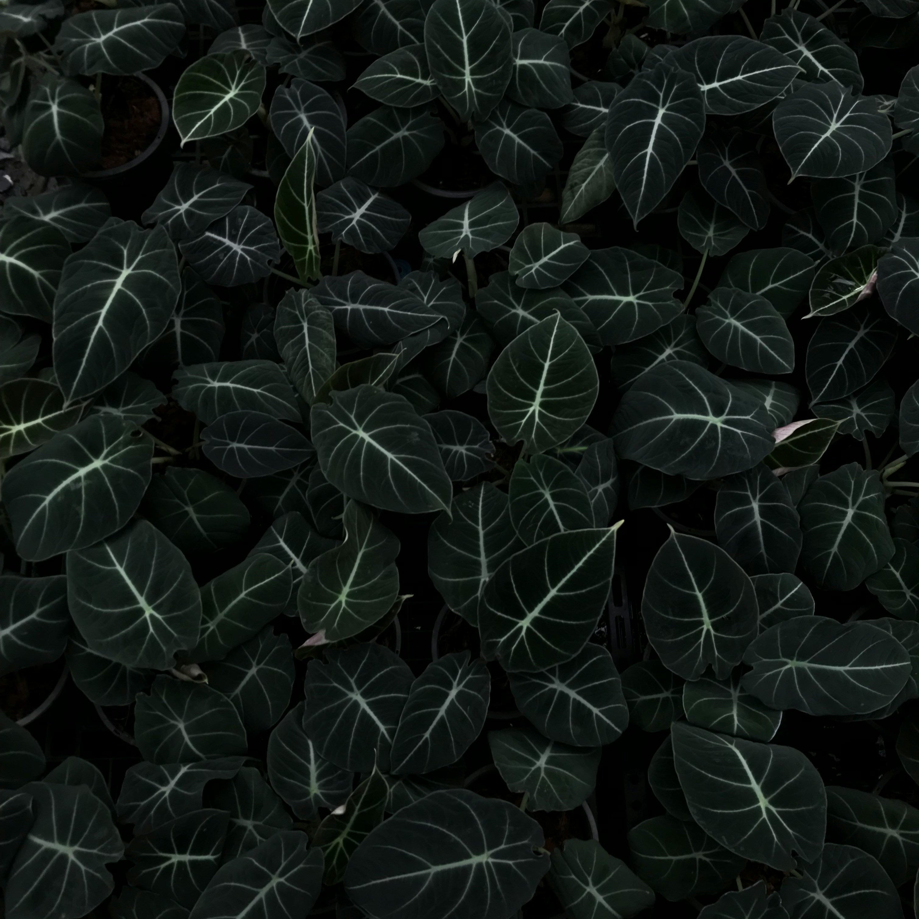 Alocasia Care (Elephant Ear): A Care Guide