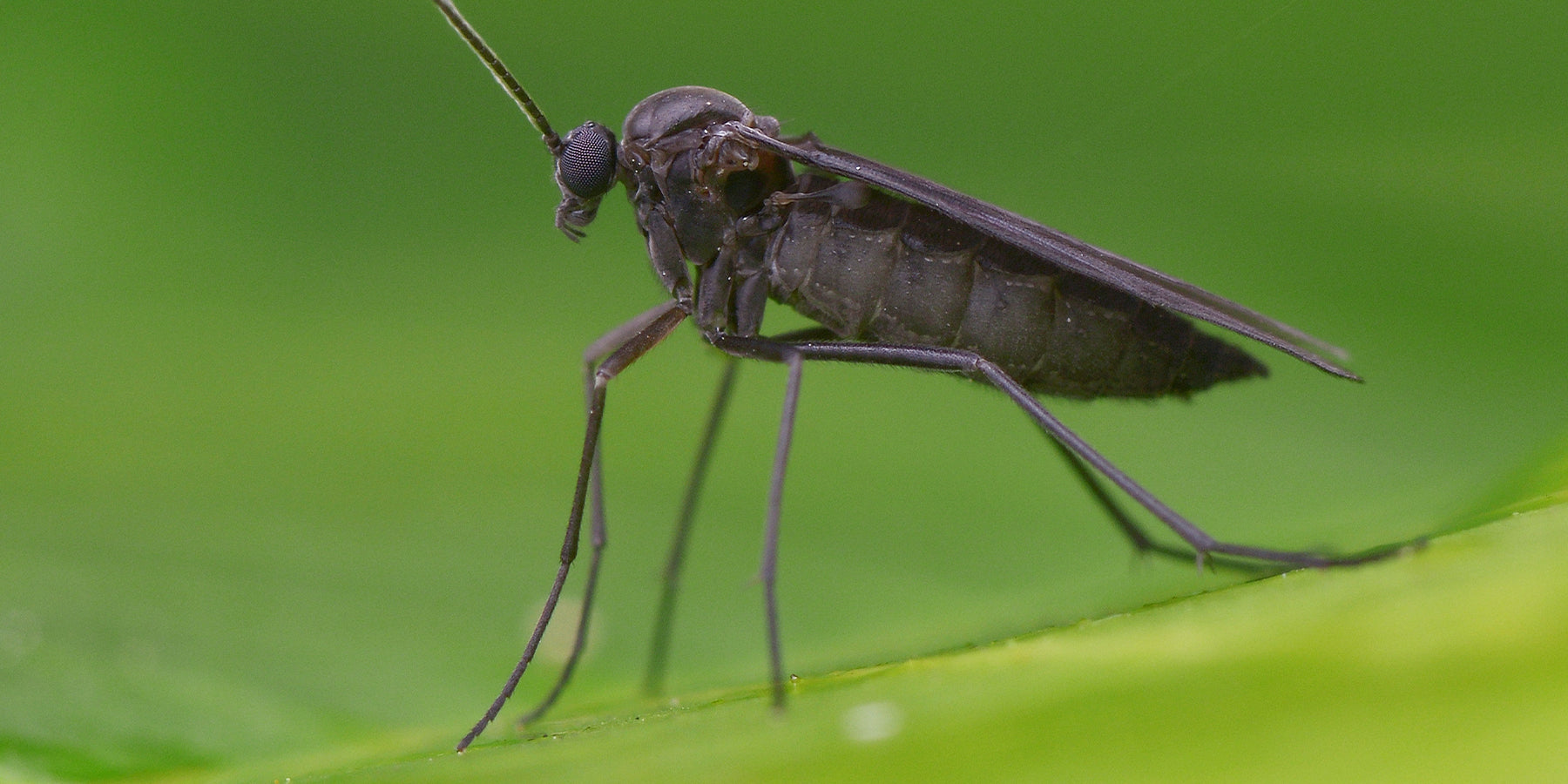 What to do about Fungus gnats