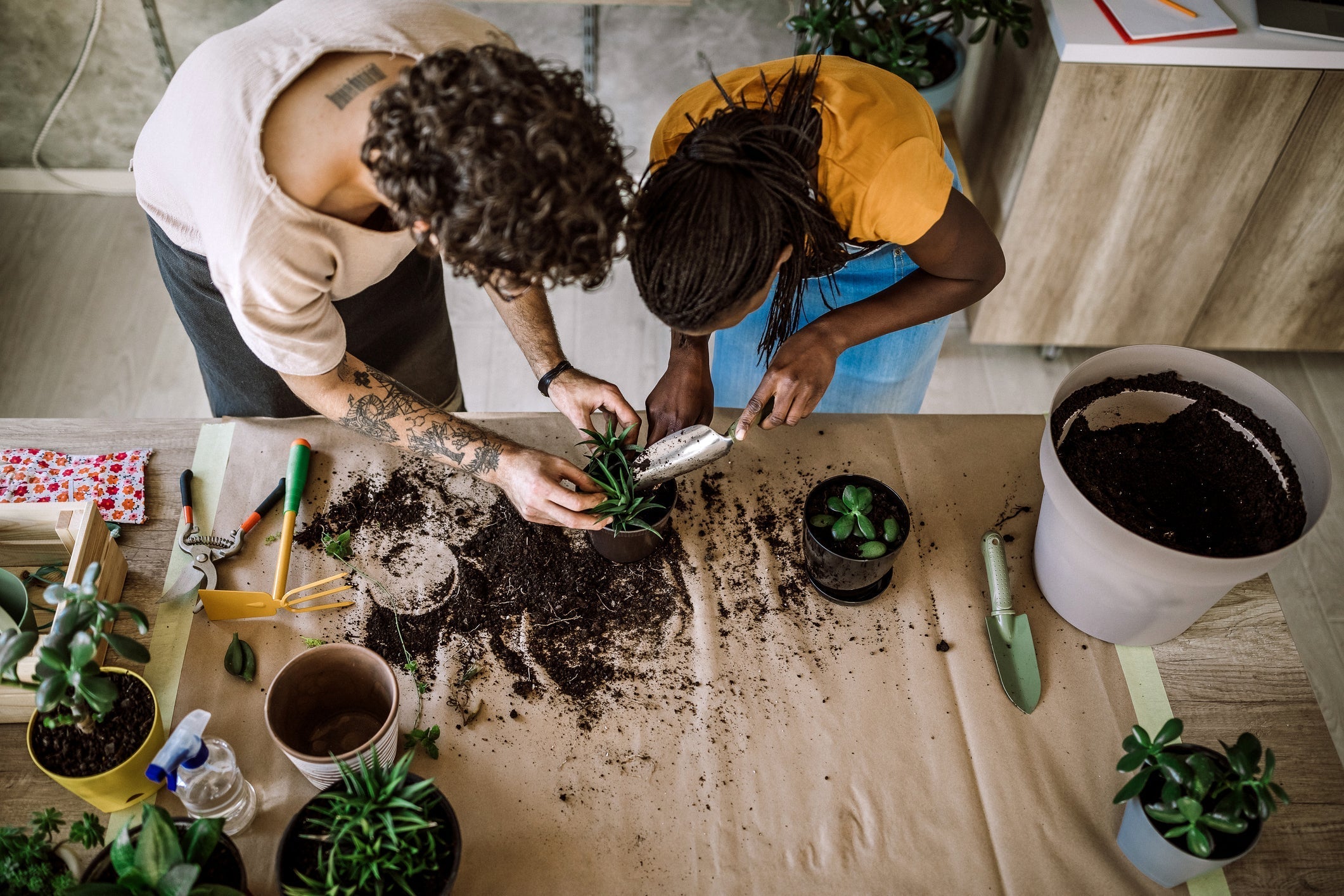 What good potting mix actually does indoors