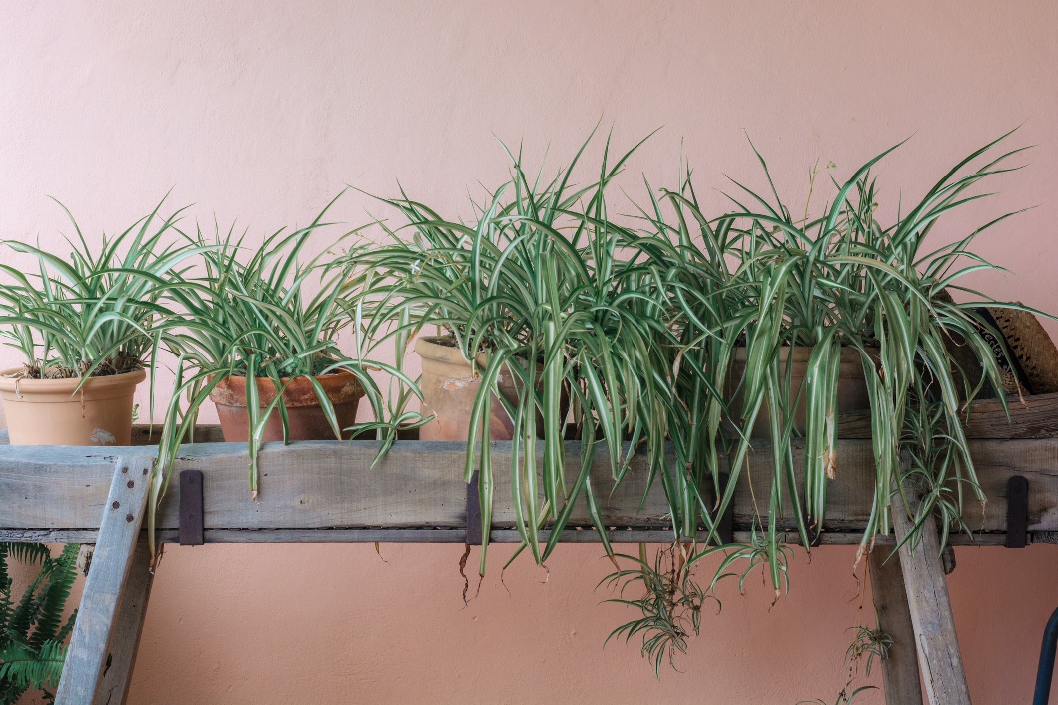 Spider Plant: A Care Guide