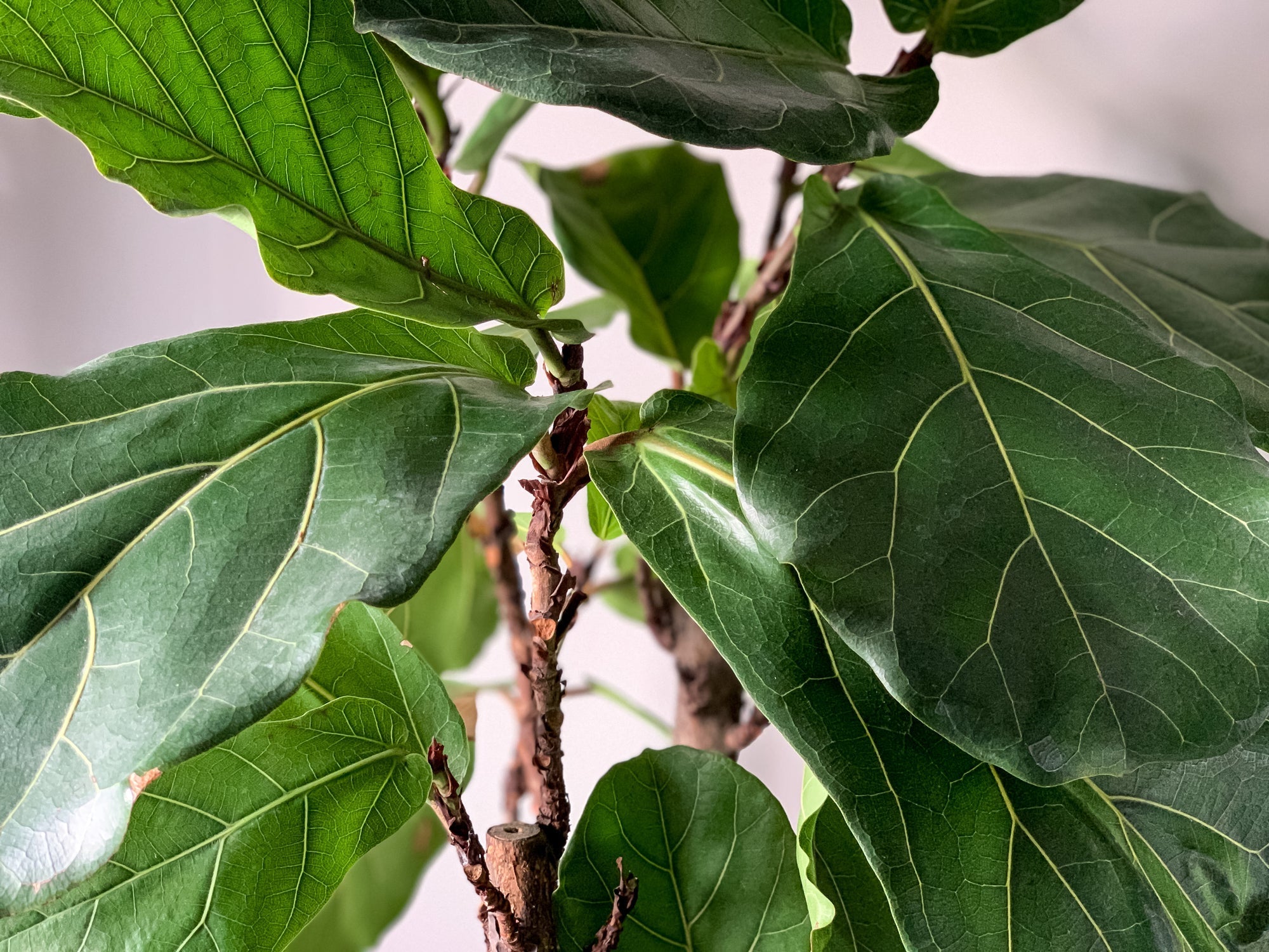 A Guide to Tackling Red Spots on Your Fiddle Leaf Fig