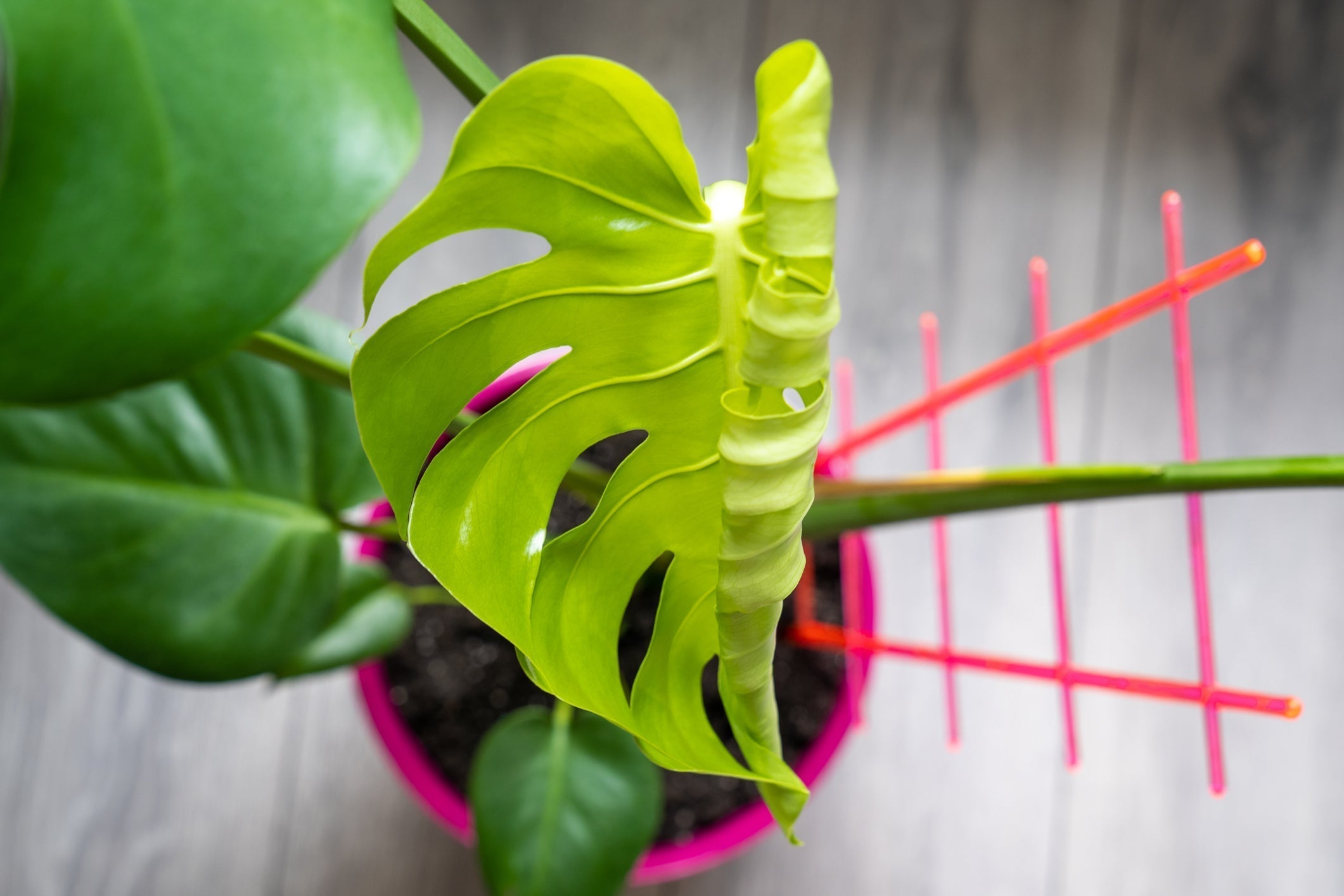 What Your Aroid’s New Growth Is Actually Telling You