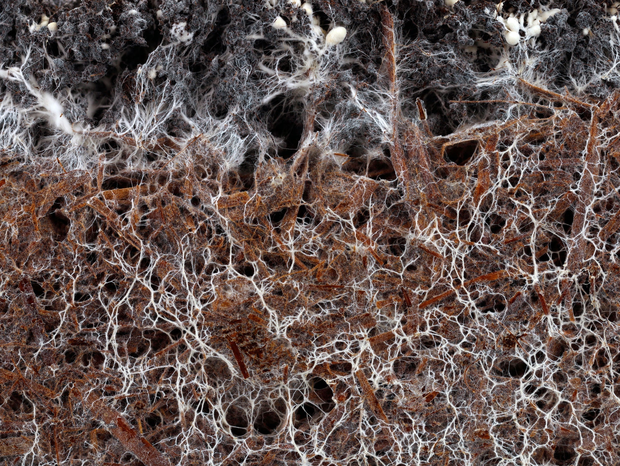 Feeding the Hidden Helpers: How Plants Draw Up Nutrients (and Why Microbes Matter in Your Pots)