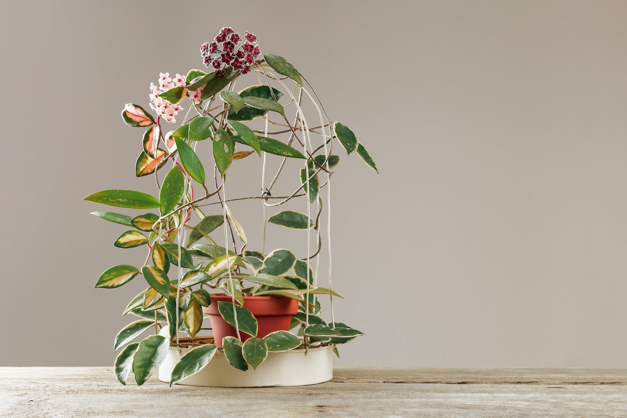 Hoya carnosa: A Plant Care Guide