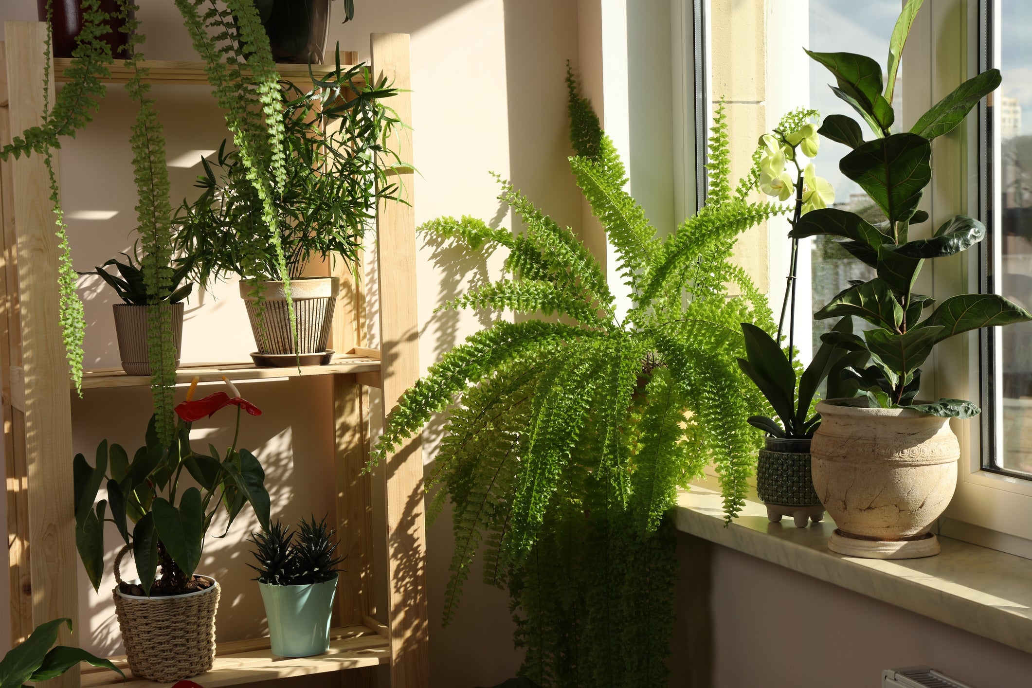 Best Indoor Plants for Apartments: It's Not the Apartment, It's the Light