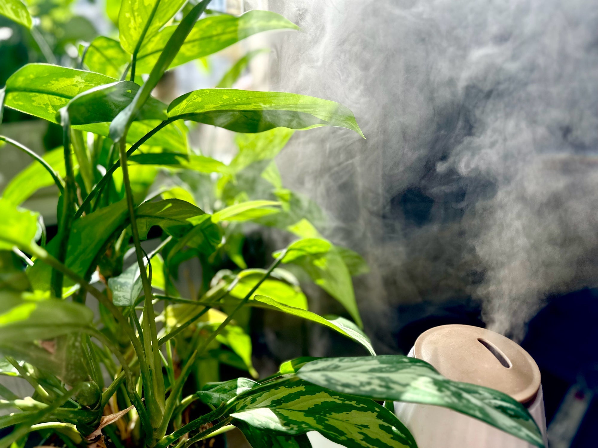 Humidity for Indoor Plants: What Actually Helps, and What's Mostly Hype