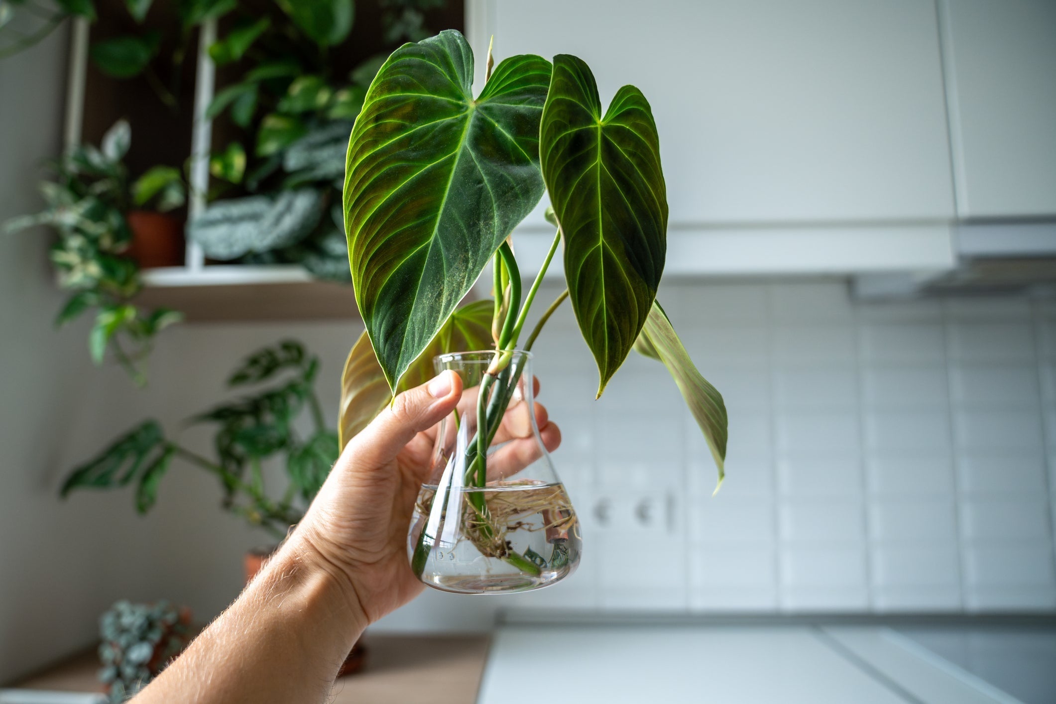 Hydroponics for Beginners: Your Guide to Thriving Indoor Plants