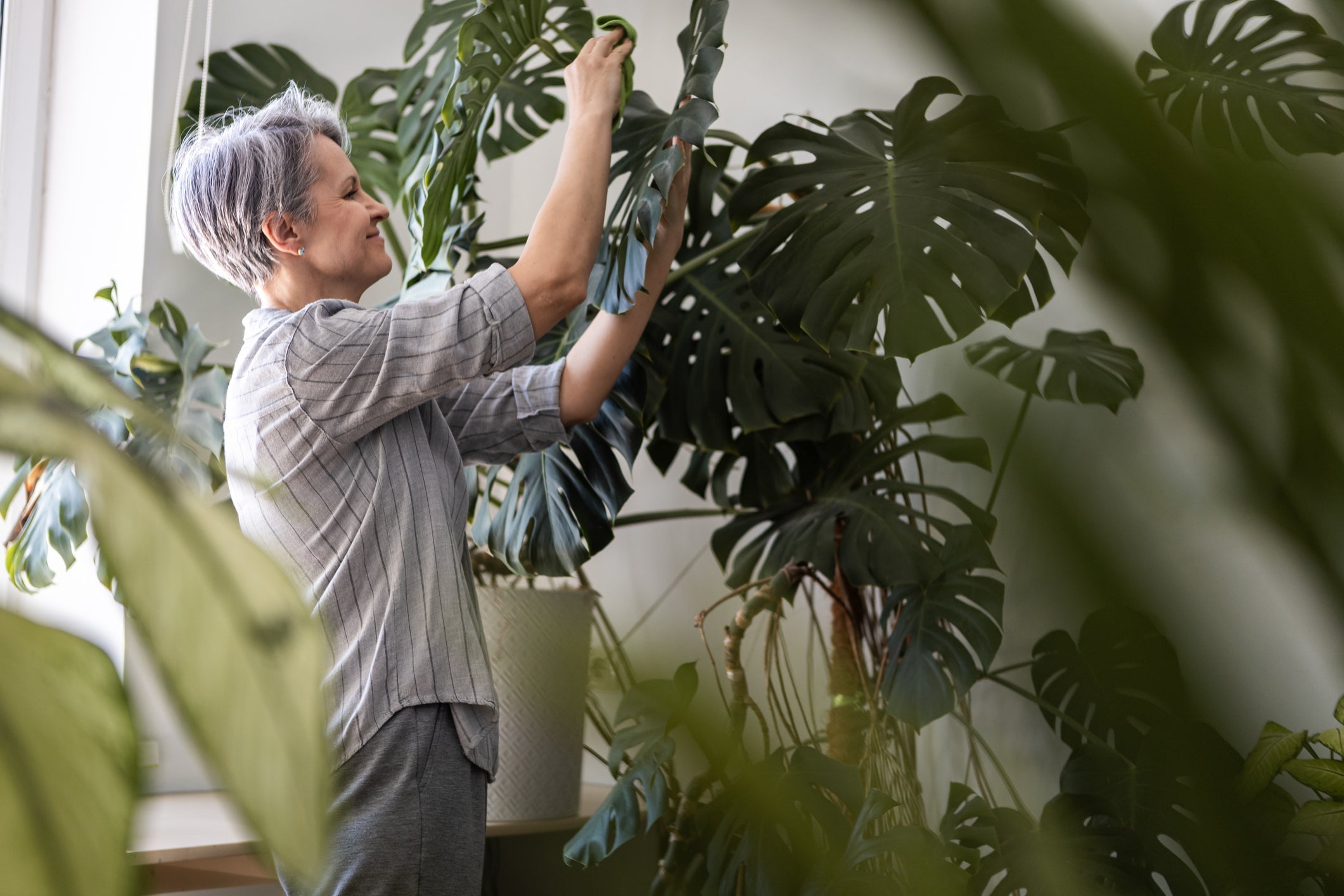 Aroids Indoors: Light, Mix and Feeding for Stronger Growth