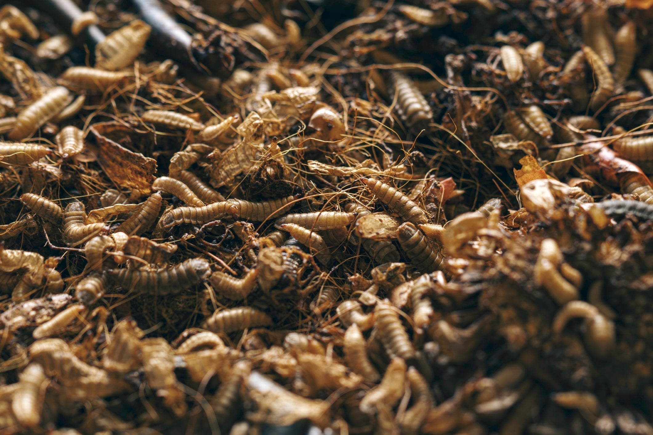 What Is Frass? Insect Frass and Chitin, Explained