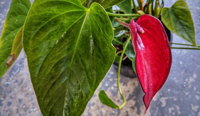 Awesome Aroids: The Araceae Family