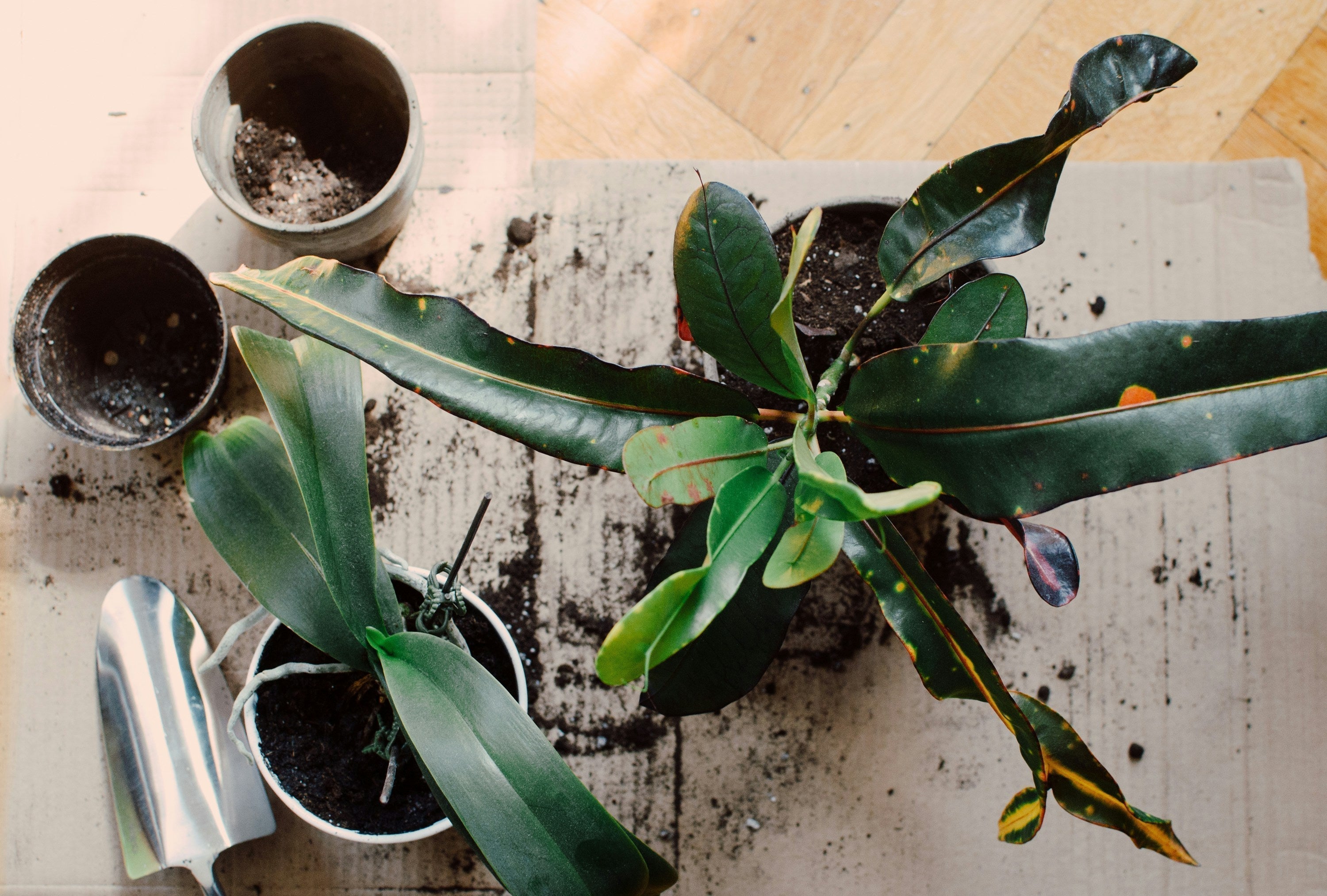 Repot Less, Stress Less: How to Get More Life Out of Your Potting Mix