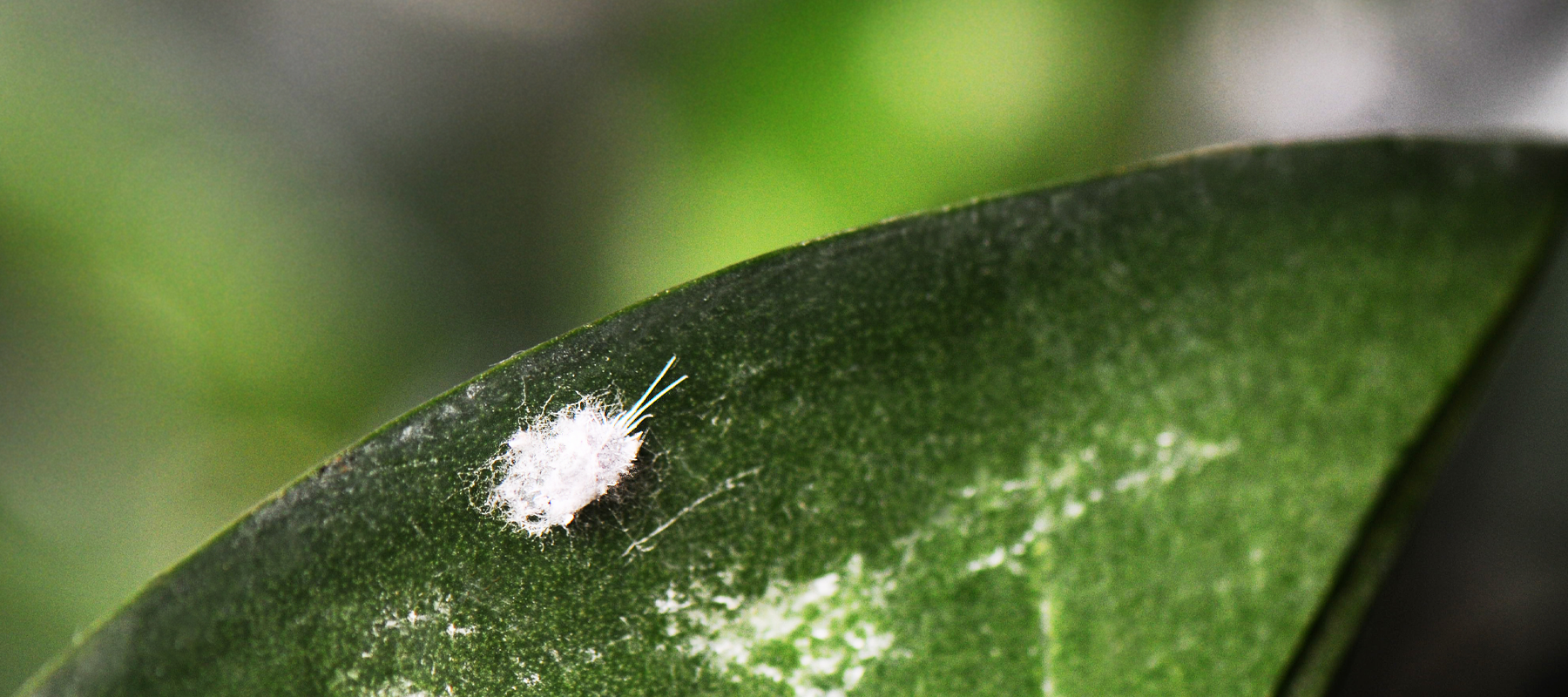 Mealybugs on Indoor Plants: How to Get Rid of Them and Where They Hide