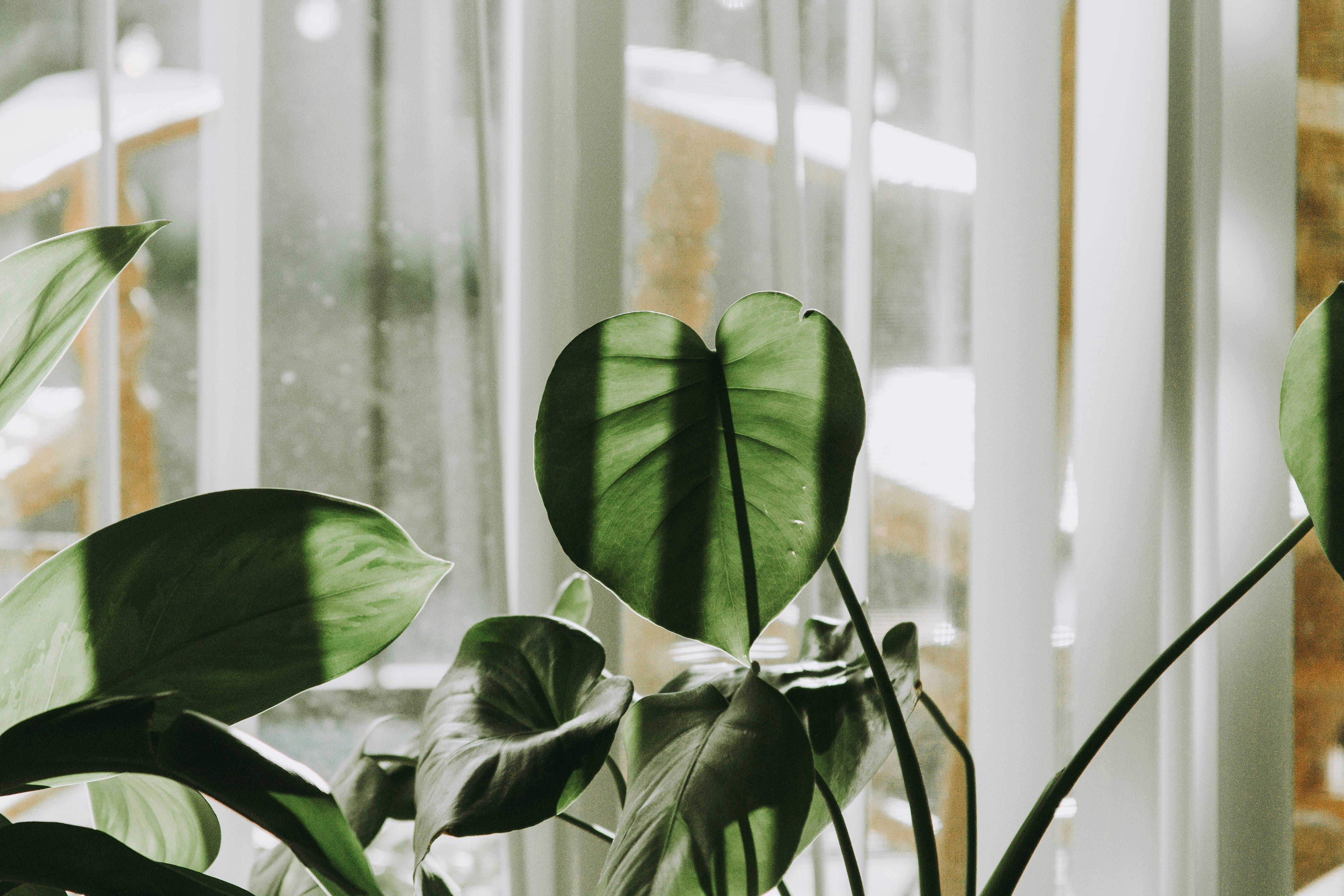 The Signs Your Indoor Plants Are Waking Up