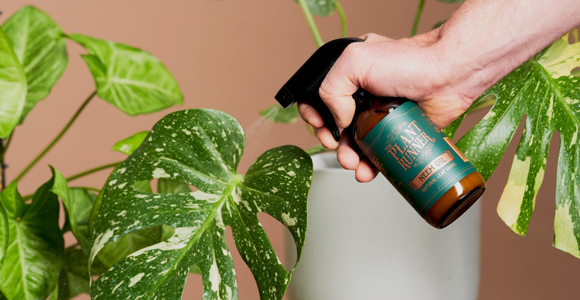 Why we love Neem Oil for our Indoor Plants