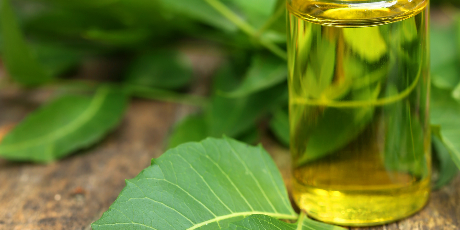 Which Neem Oil is best for plants?