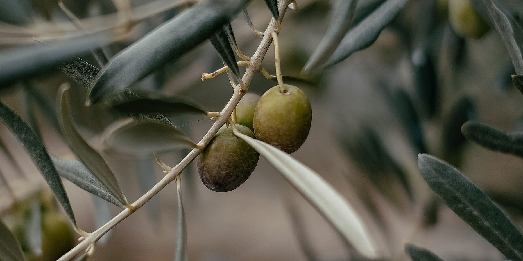 Olive Tree: A Plant Care Guide